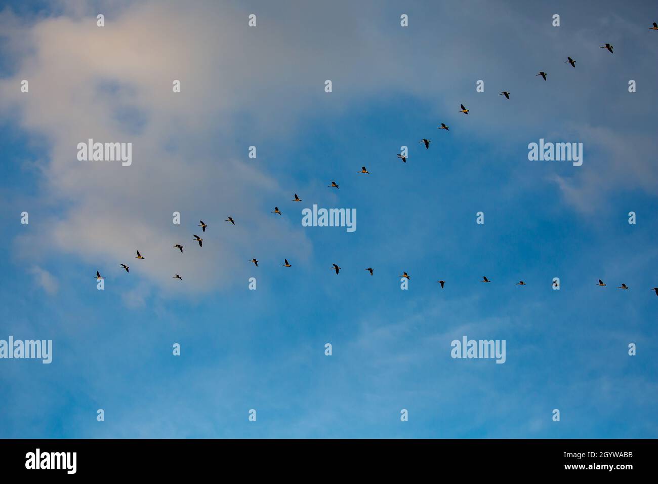 Canada geese (Branta canadensis) flying in a V formation in a blue sky, horizontal Stock Photo