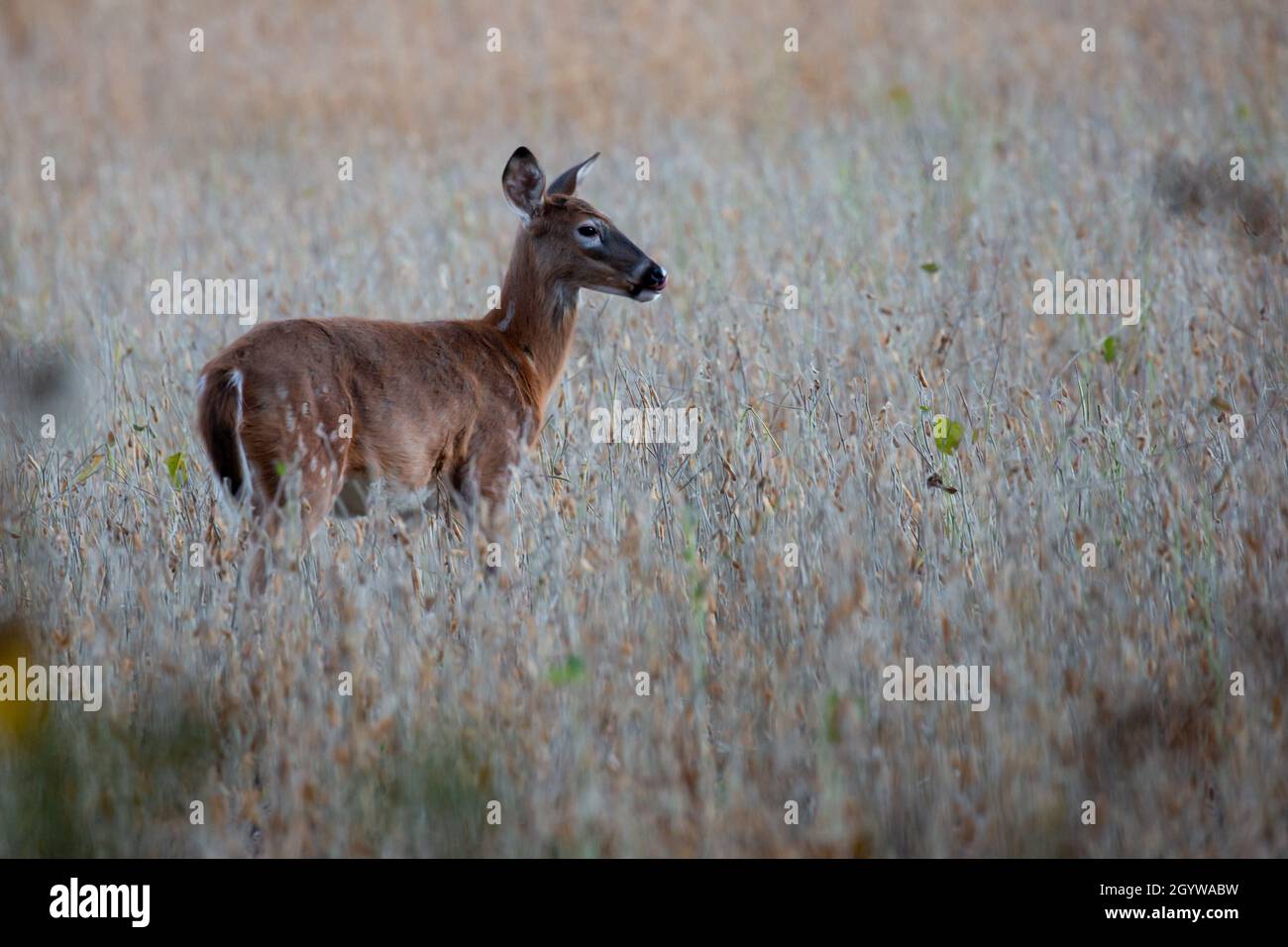 White-tailed deer fawn (odocoileus virginianus) standing in a Wisconsin soybean field, horizontal Stock Photo