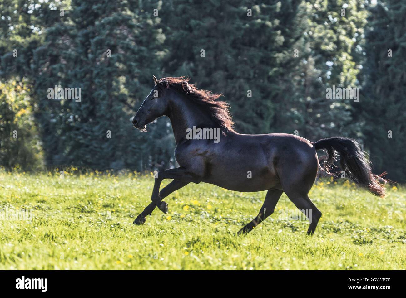 A black pura raza espanola horse galloping on a meadow Stock Photo