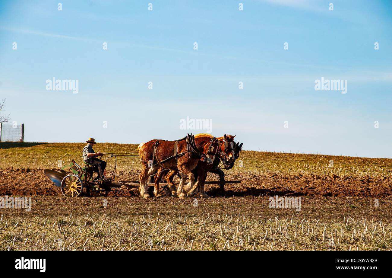 Amish Farmer Plowing Field After Corn Harvest with 3 Horses Pulling