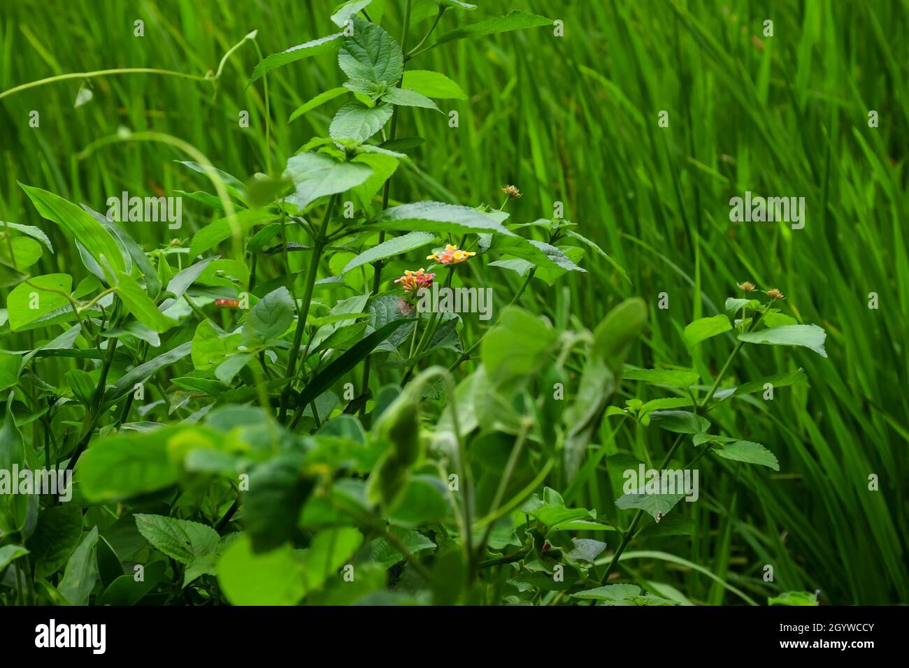 Beautiful west Indian lantana flower in the agricultural field at Kolhapur, Maharashtra, India Stock Photo