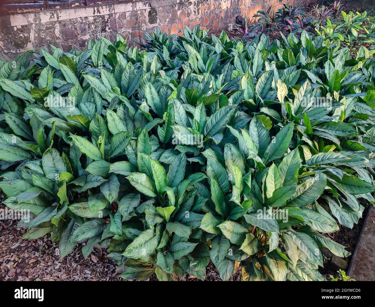 White and green leaves on the aglaonema plant in the garden at Kolhapur, Maharashtra, India Stock Photo
