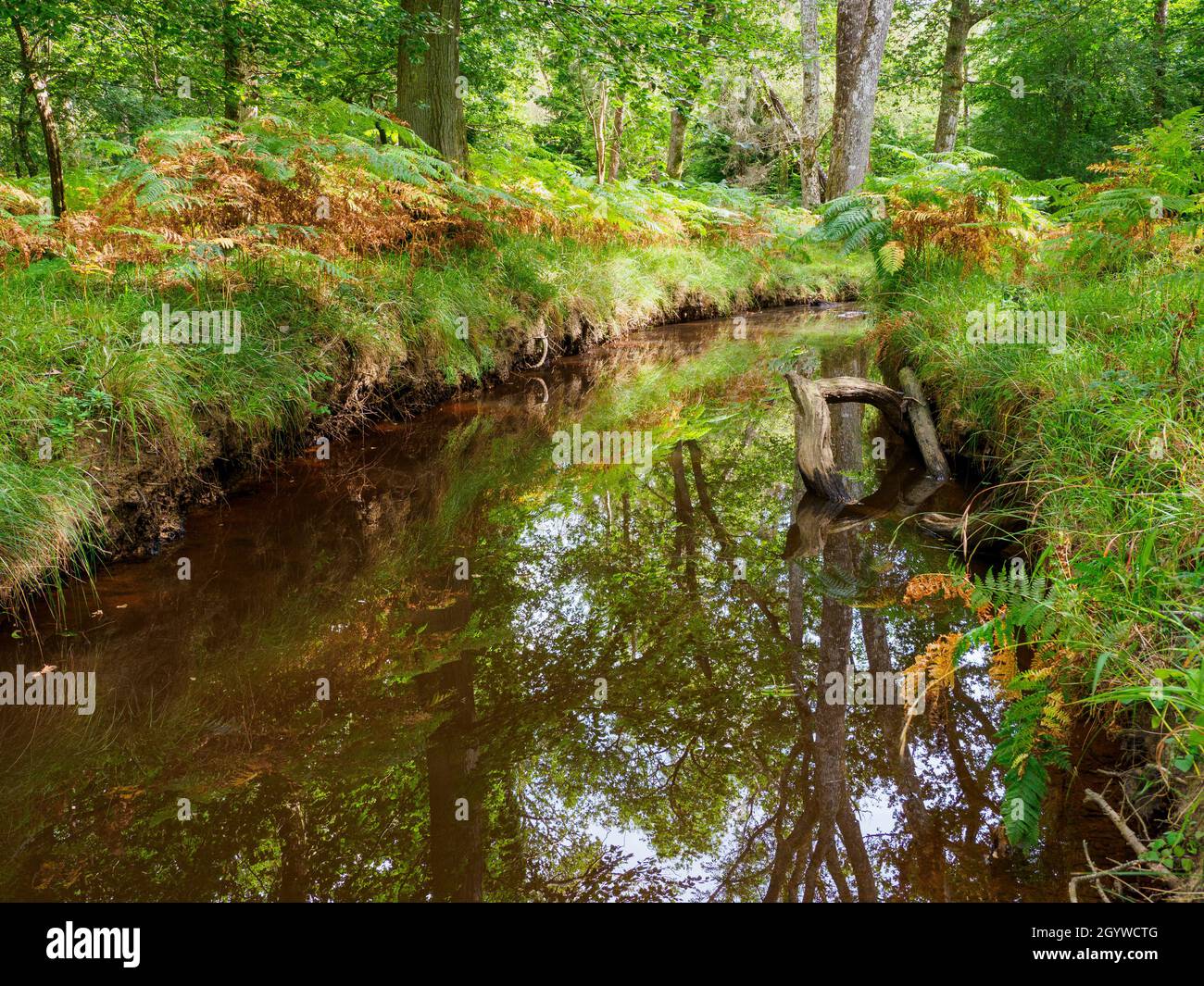 Stream in autumn, The New Forest, Hampshire, UK Stock Photo