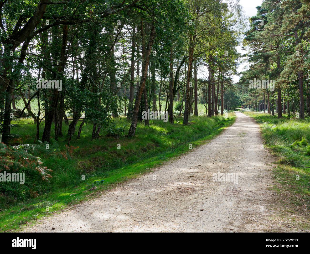Dirt road through the New Forest, Hampshire, UK Stock Photo