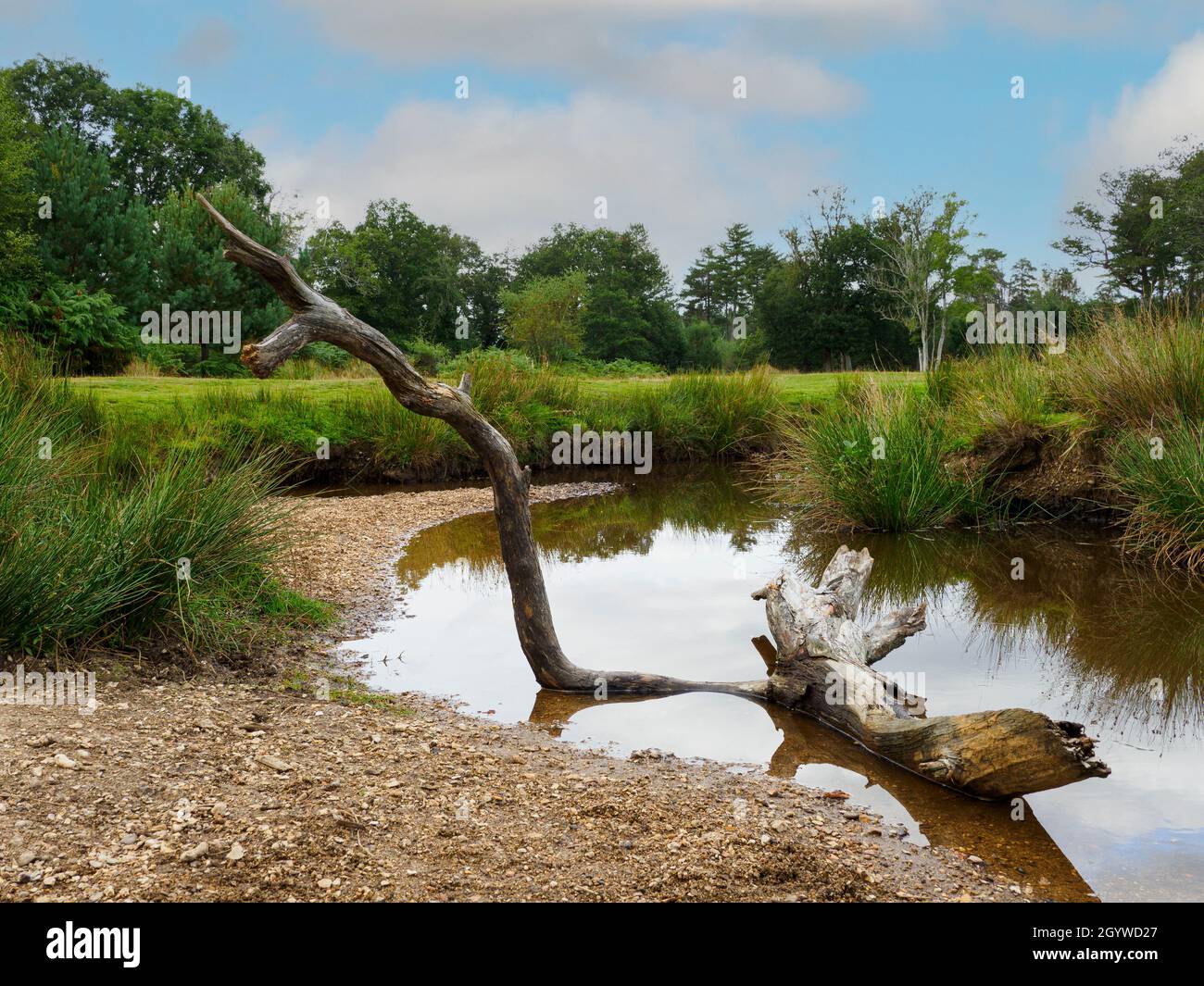 Shallow stream, The New Forest, Hampshire, UK Stock Photo