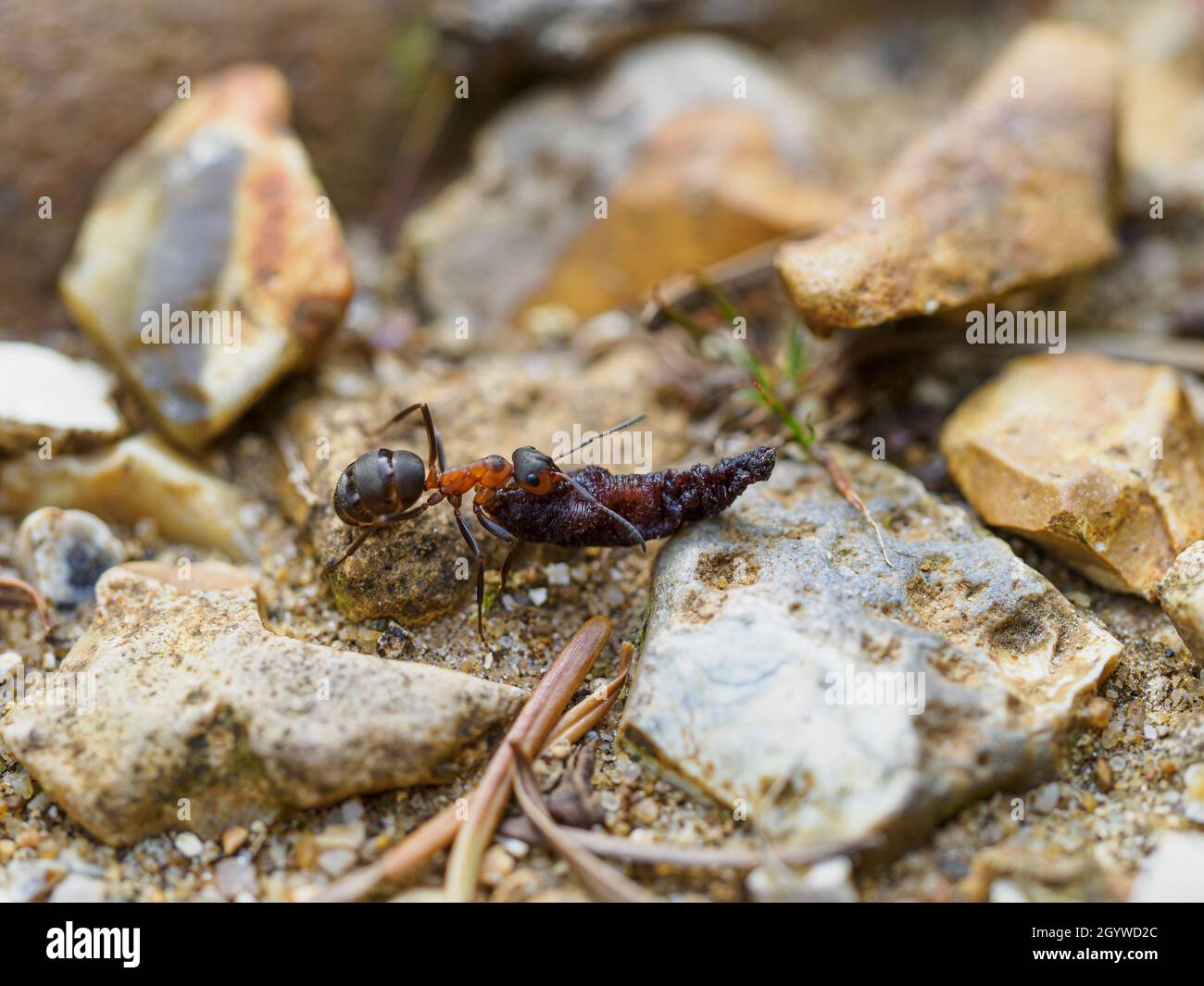 Formica rufa, southern wood Ant carrying a heavy object back to nest, The New Forest, Hampshire, UK Stock Photo