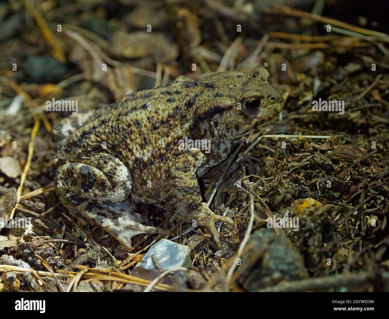 Common toad, Bufo Bufo, The New Forest, Hampshire, UK Stock Photo