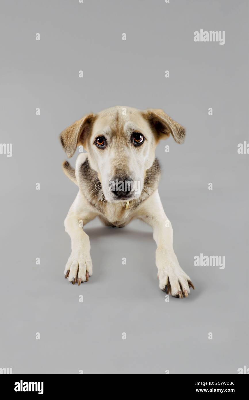 Studio portrait of a black and tan female cross breed dog, UK Stock Photo Alamy