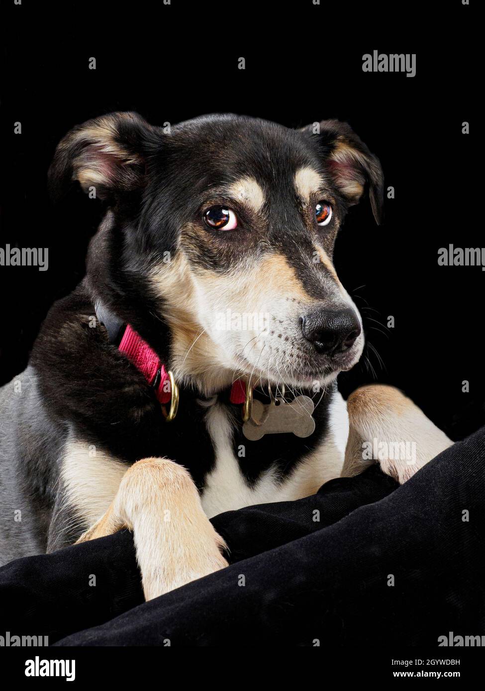 Suspicious looking dog. Stock Photo