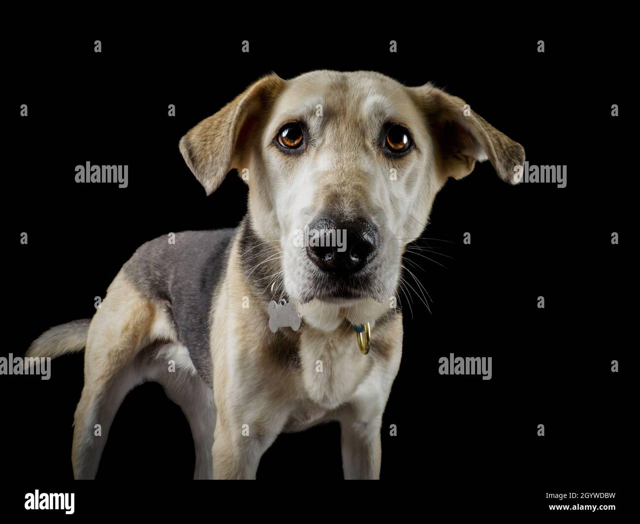 Studio portrait of a black and tan female cross breed dog, UK Stock Photo Alamy