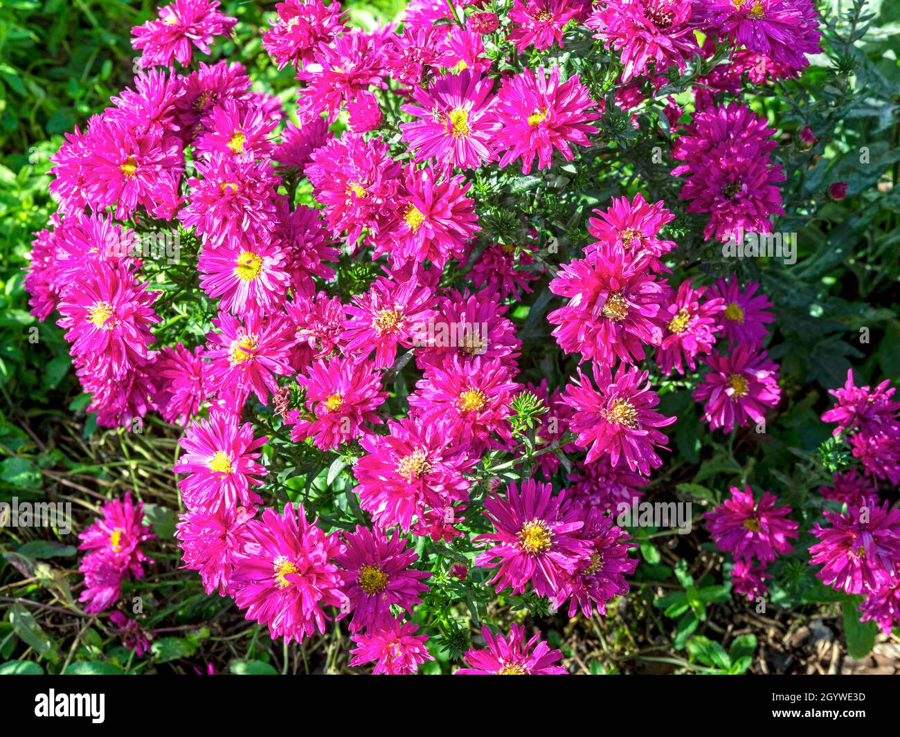 Beautiful pink aster flowers, Aster novi-belgii Carnival Stock Photo