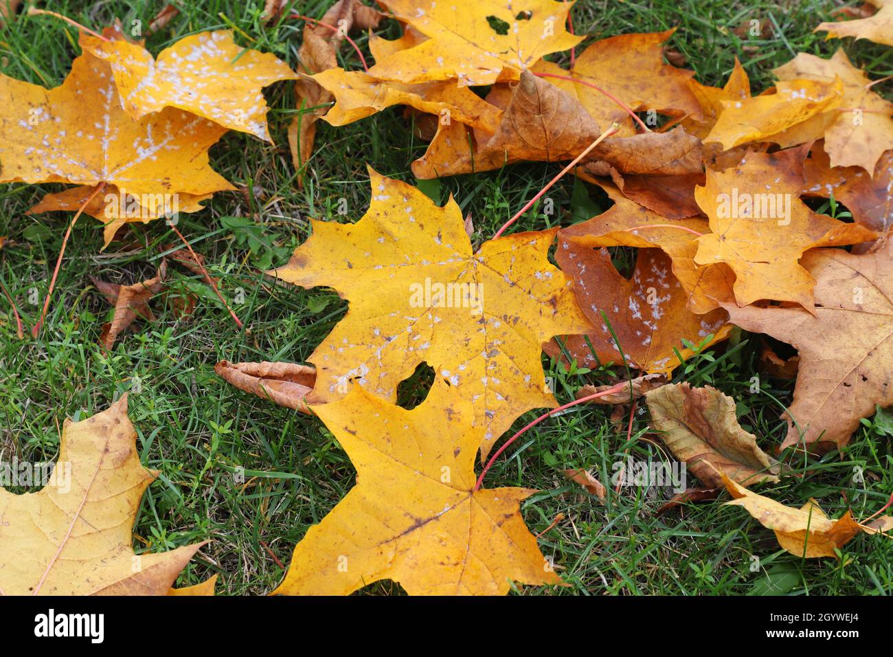 Autumn colored fallen maple leaves. Stock Photo