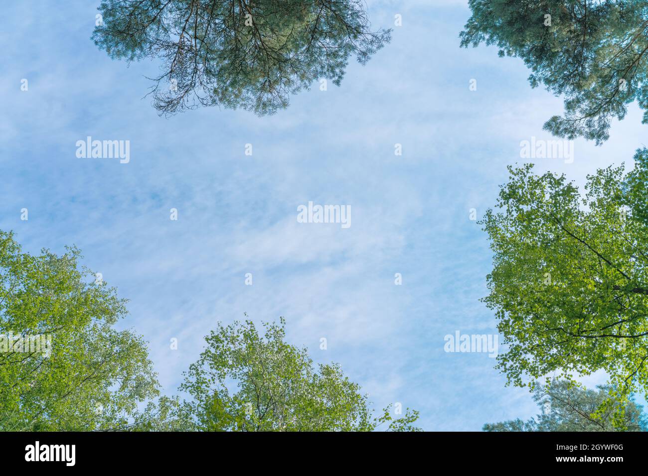 tree crowns in springlike green, view from bottom up. fir and beech leaves. blue sky with copy space Stock Photo