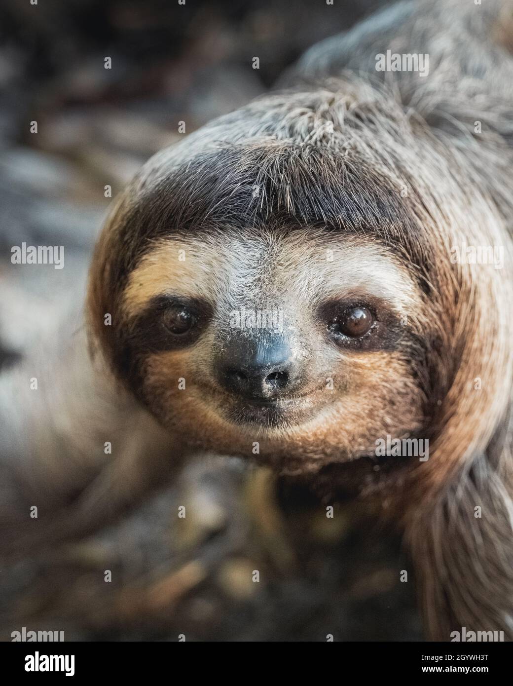 Shallow focus of a cute pygmy three-toed sloth Stock Photo