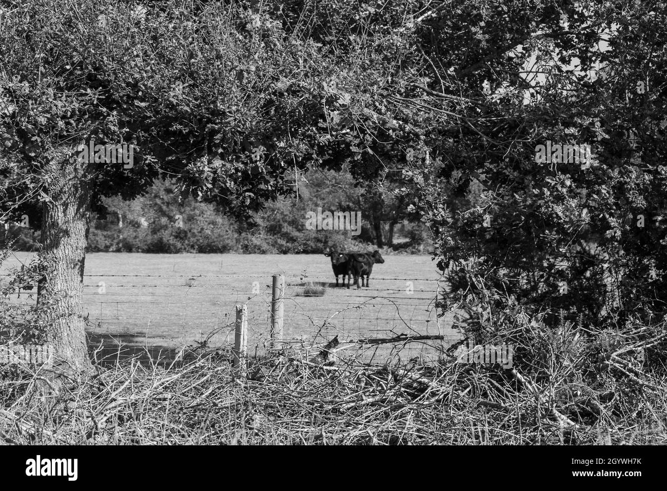 Forest woodland Stock Photo