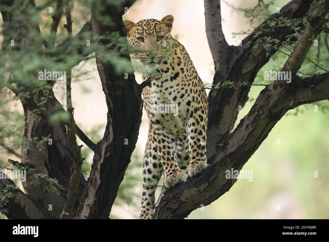 Predator leopard on a tree in a jungle Stock Photo