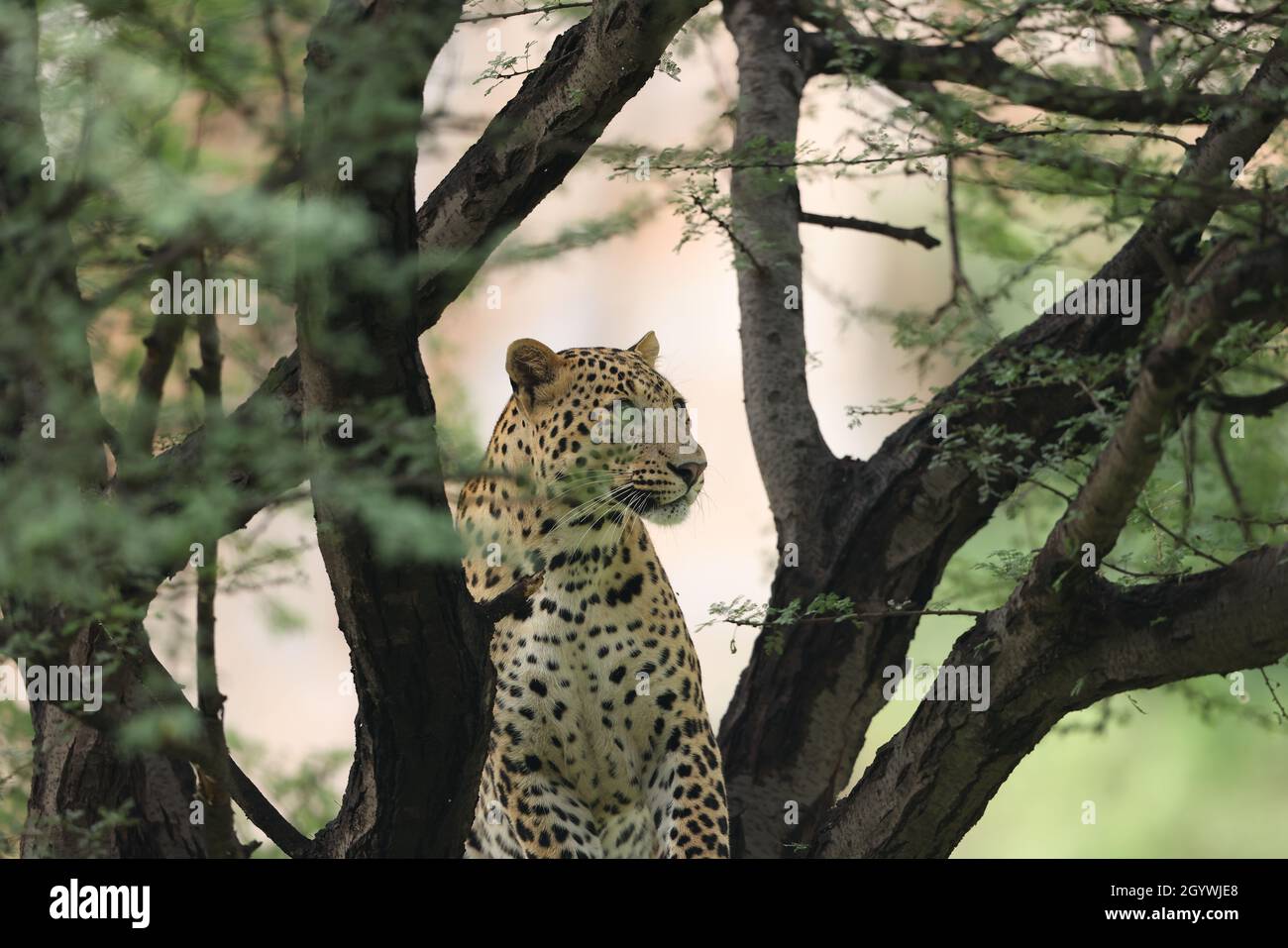 Predator leopard on a tree in a jungle Stock Photo