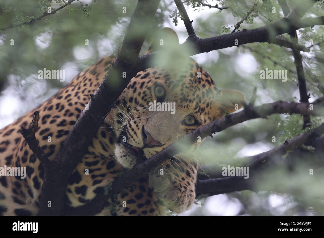 Predator leopard on a tree in a jungle Stock Photo