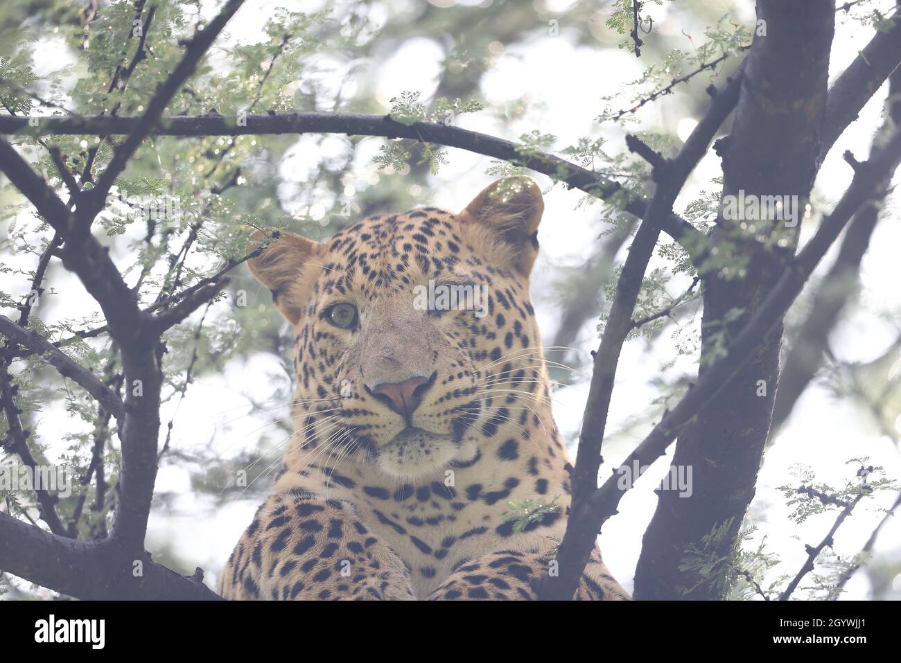 predator leopard on a tree in a jungle Stock Photo