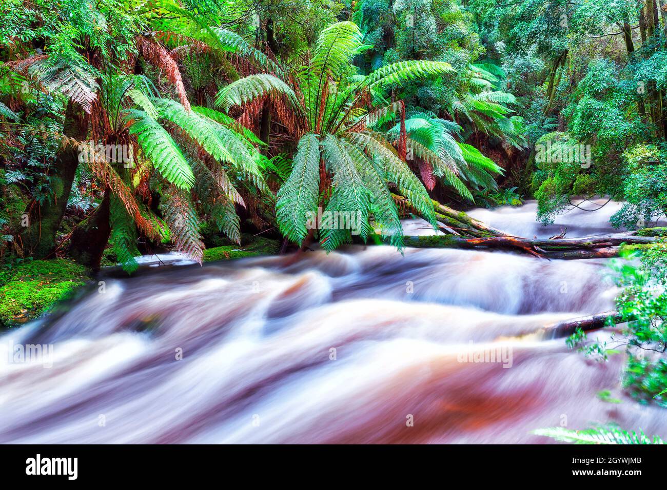 Fern and palm trees handing over wild stream of Nelson river after heavy rains in Tasmanian rainforest. Stock Photo