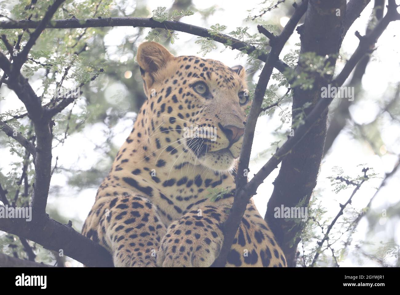 Predator leopard on a tree in a jungle Stock Photo