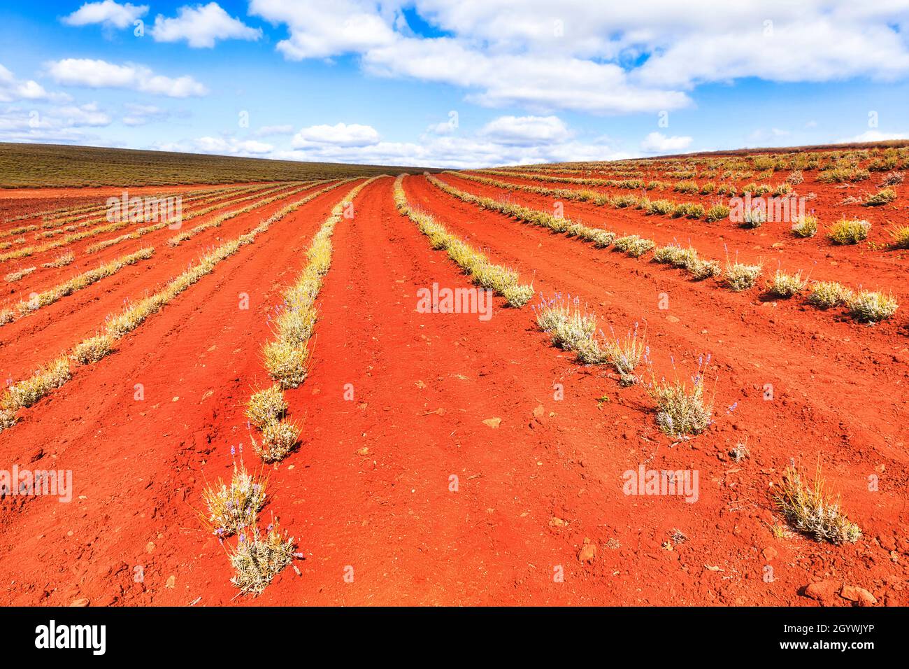 REd soil of Tasmanian lavender farm with young plants growing in the field under blue sky Stock