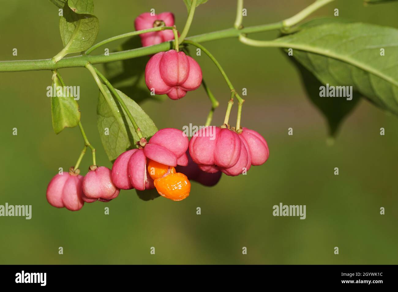 Close up tose red fruit of Spindle, European spindle, common spindle (Euonymus europaeus). Family Celastraceae. Dutch garden, autumn, October, Stock Photo