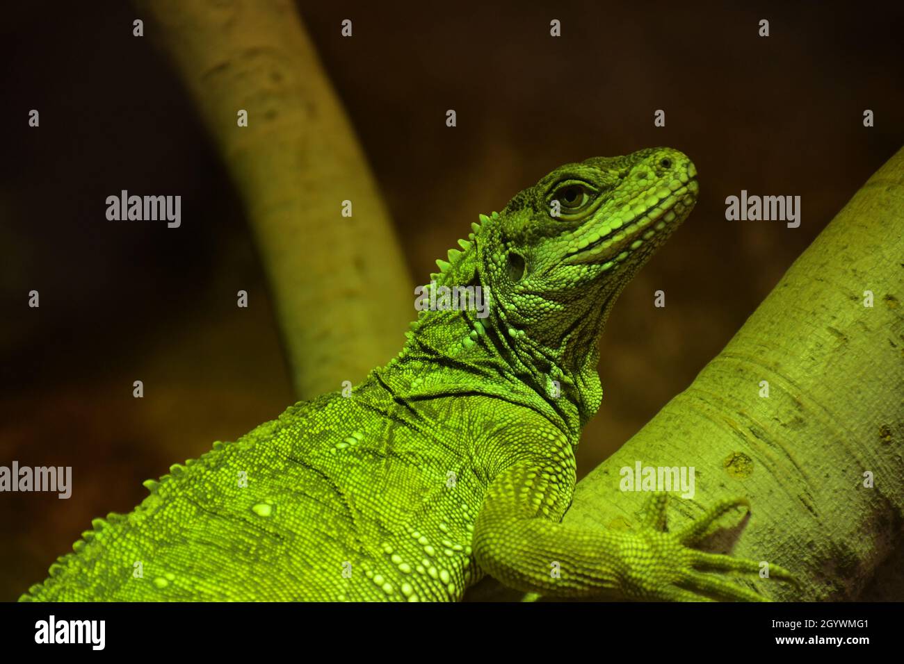 green lizard resting in a tree Stock Photo - Alamy