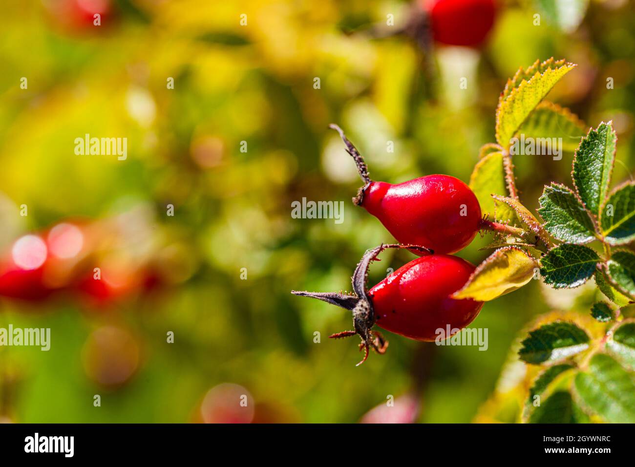 Annual life cycle hires stock photography and images Alamy