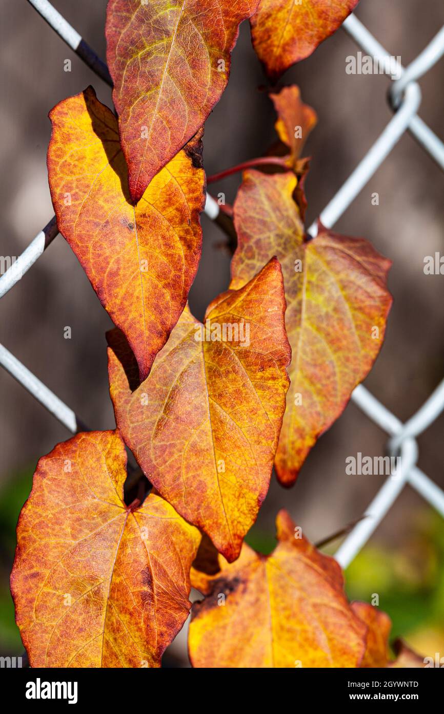 Morning Glory vine leaves in Autmn colours at the Britannia Ship Yard in Steveston British Columbia Canada Stock Photo