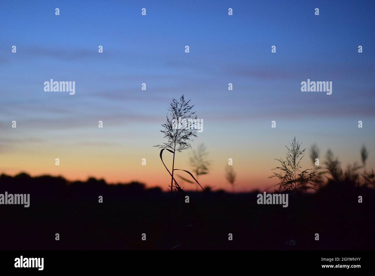 Colourful sunset with grasses in the foreground Stock Photo