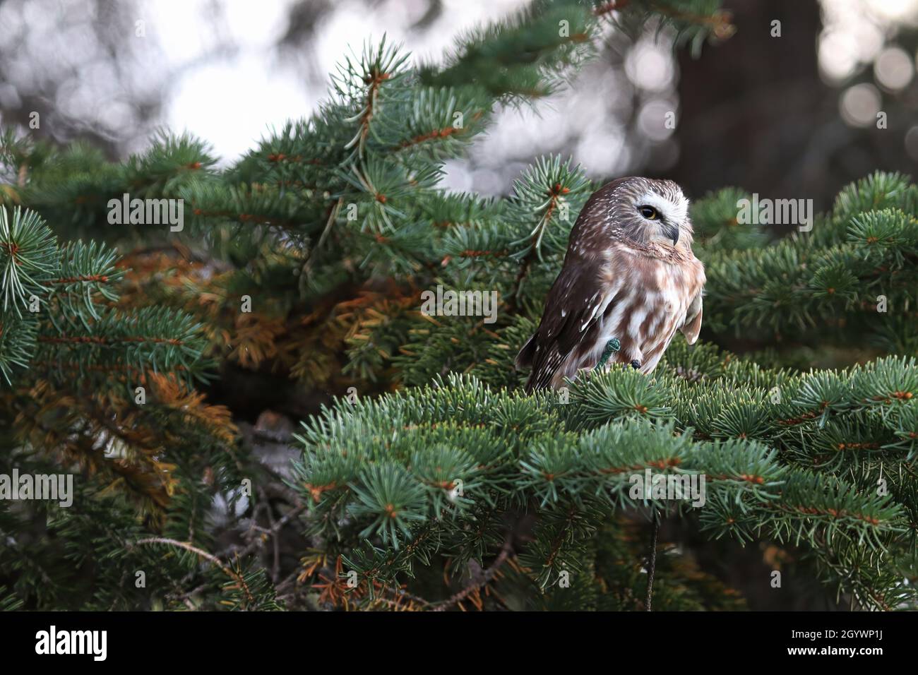 A Norther Saw Whet Owl in a spruce tree Stock Photo