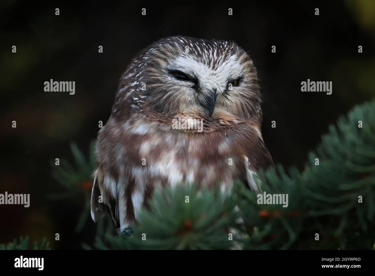 Portrait of a Northern Saw Whet Owl in a tree Stock Photo