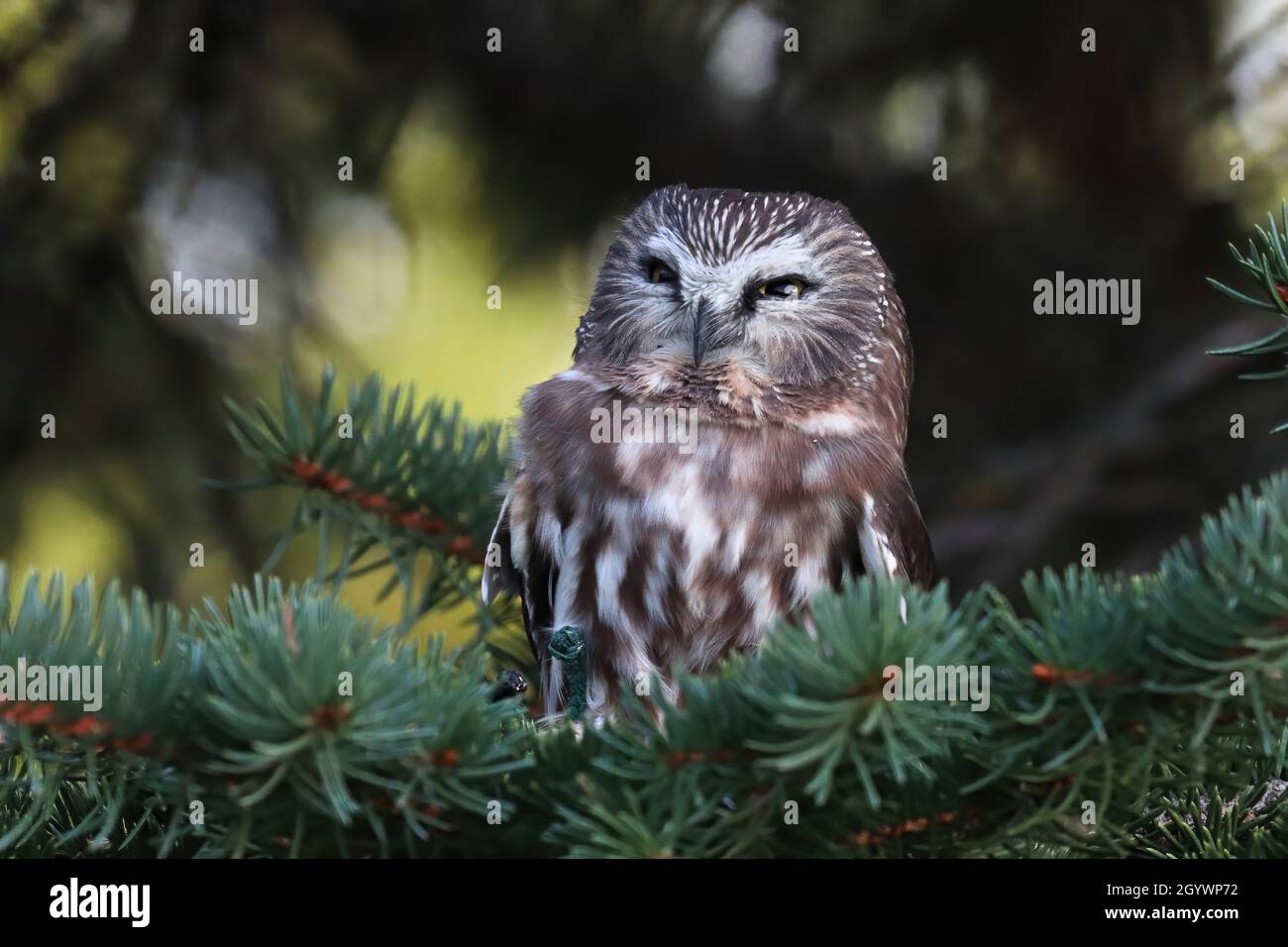 Portrait of a Northern Saw Whet Owl in a tree Stock Photo