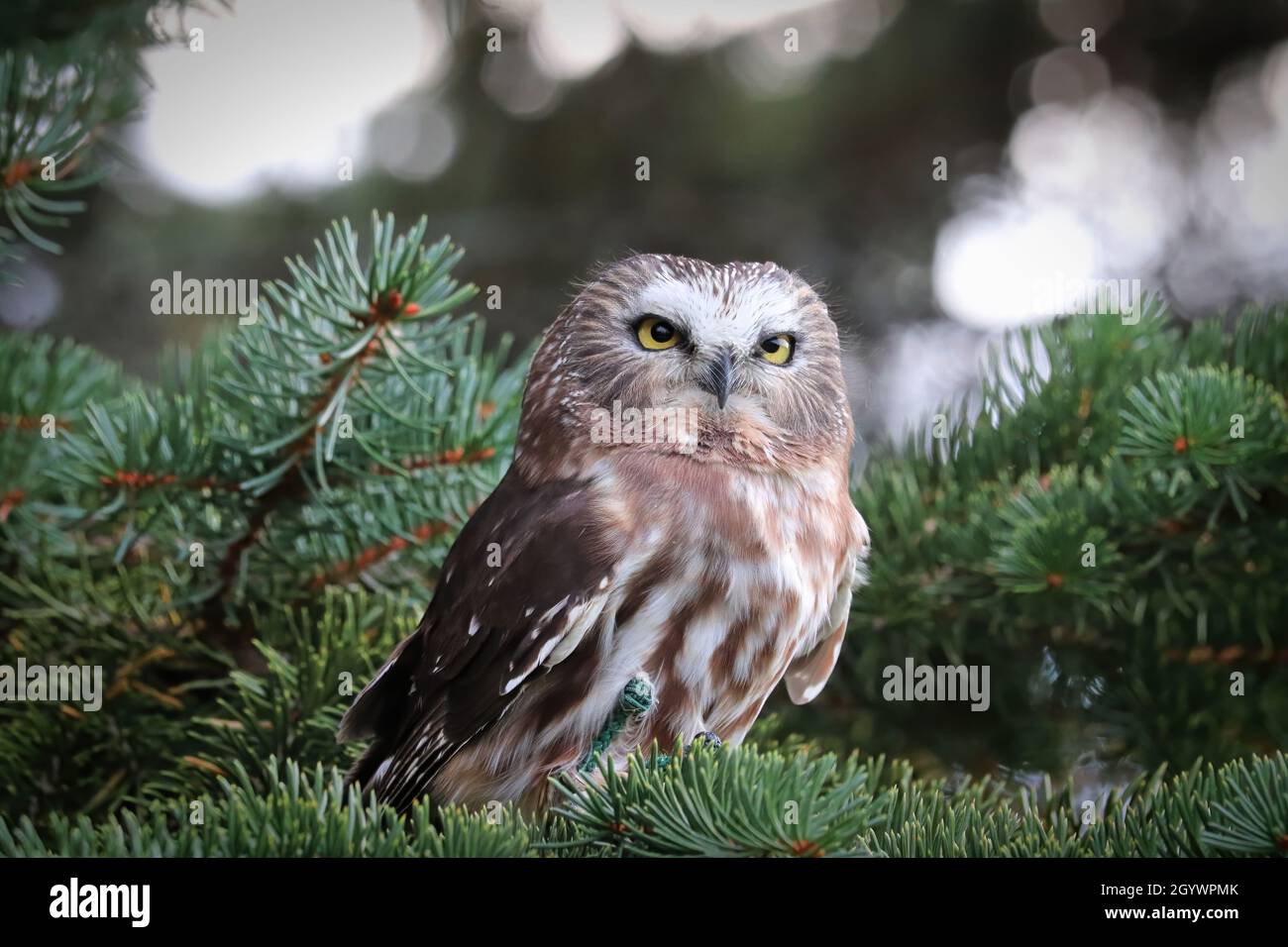 A Norther Saw Whet Owl in a spruce tree Stock Photo