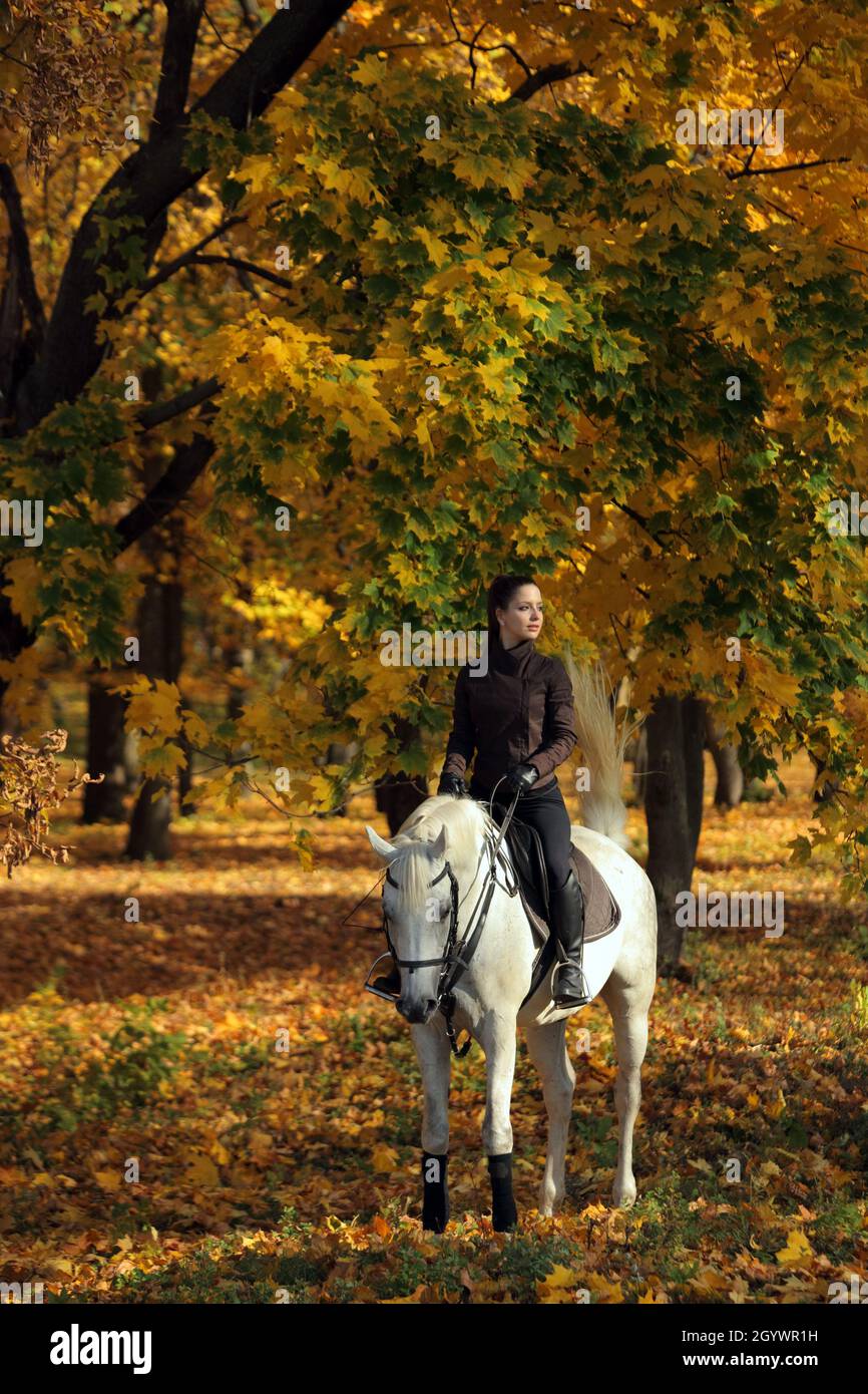 Equestrian woman galloping white arabian horse down the path in the autumn evening Stock Photo