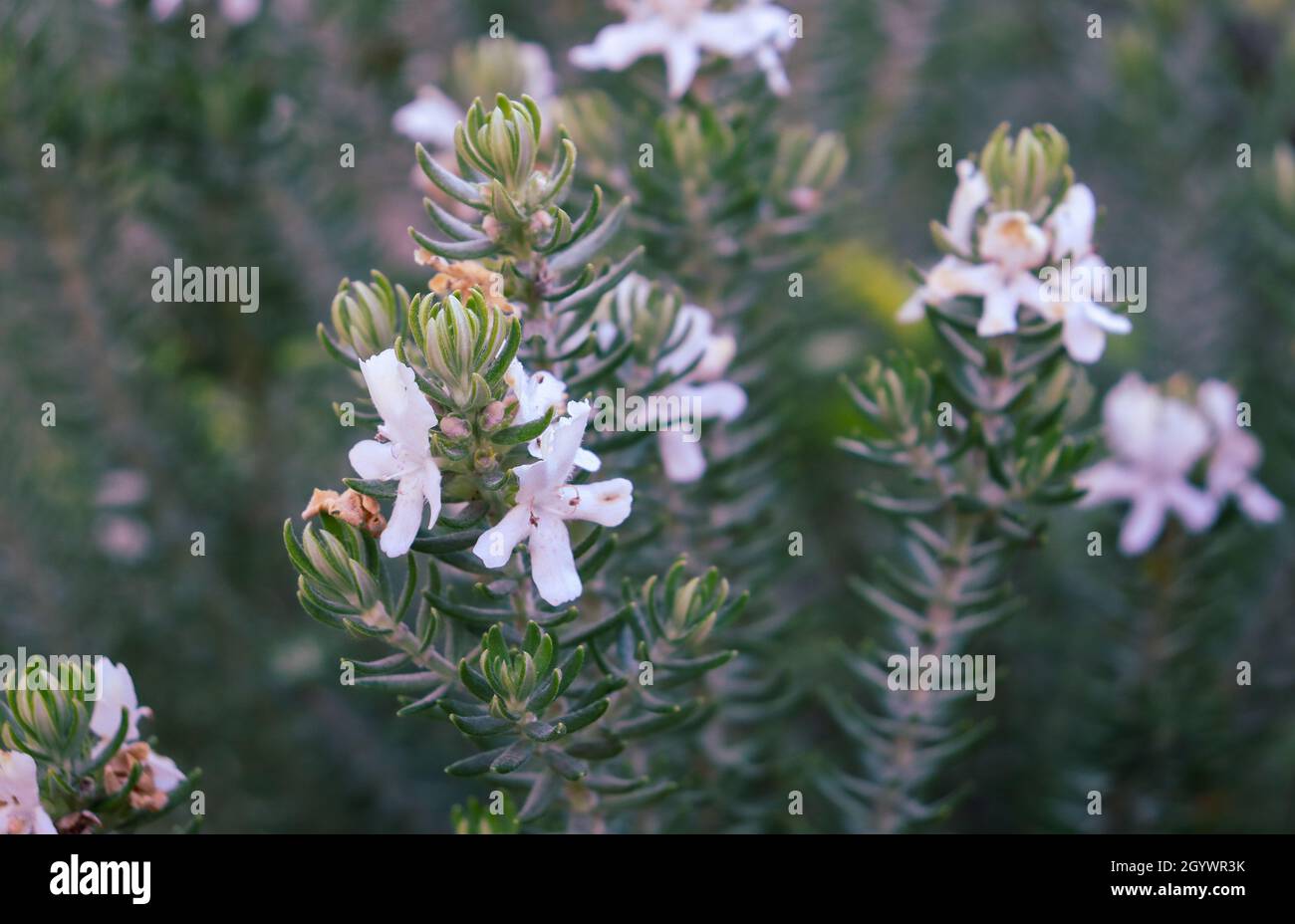 Selective focus shot of a coastal westringia plant with white hairy flowers Stock Photo