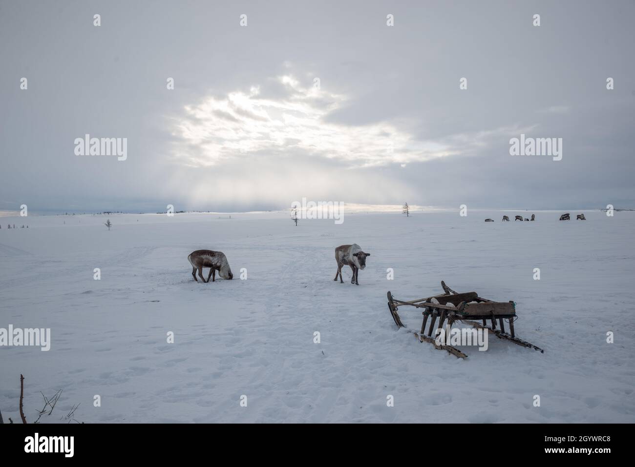 A reindeer looking for lichens under the snow to eat after a winter migration. Yamalo-Nenets Autonomous Okrug, Russia Stock Photo