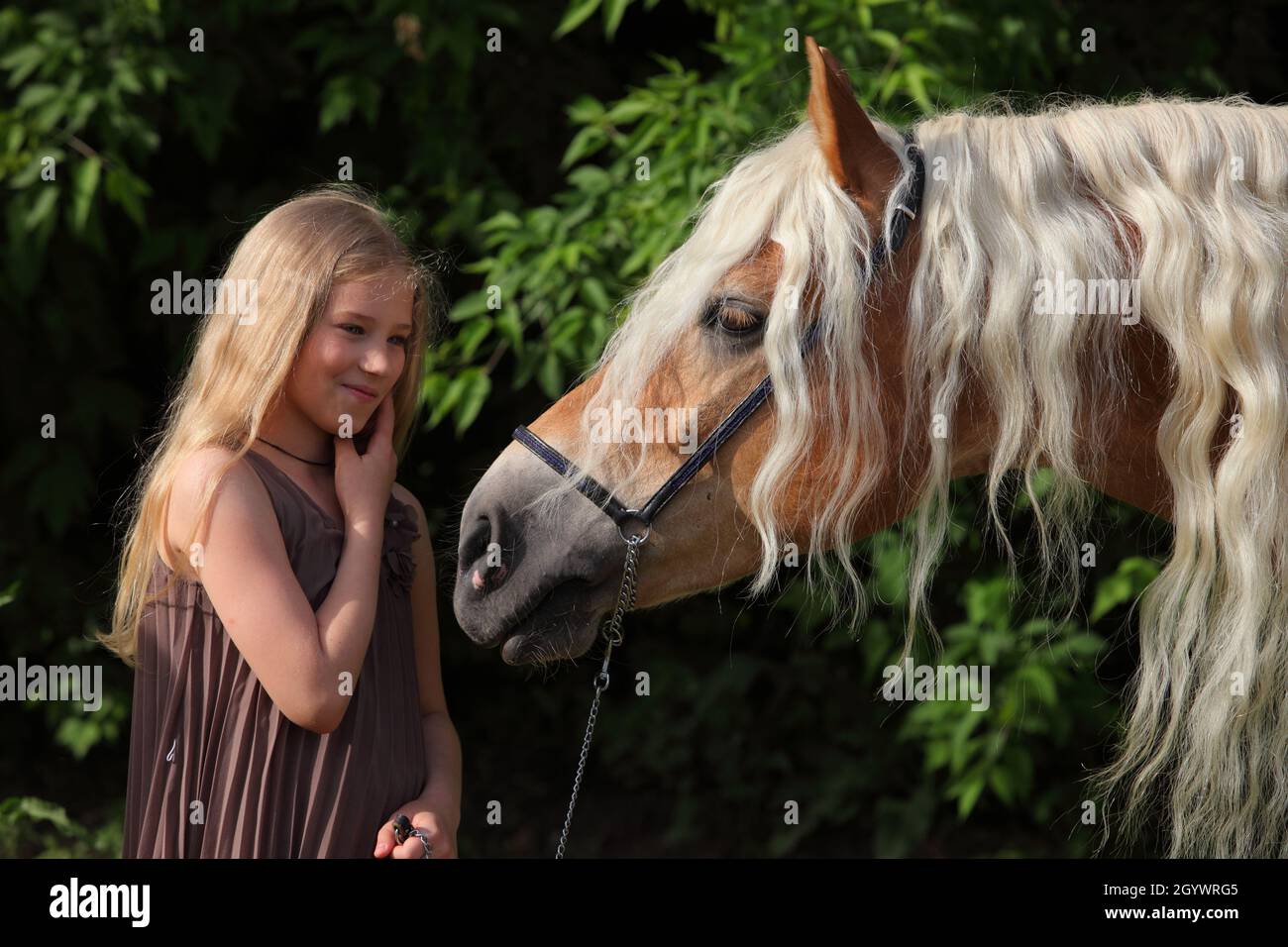 Tambov, Russia, October 14, 2020: Child girl and haflinger dressage horse at the official rehearsal of the Pokrovskaya fair exhibition Stock Photo