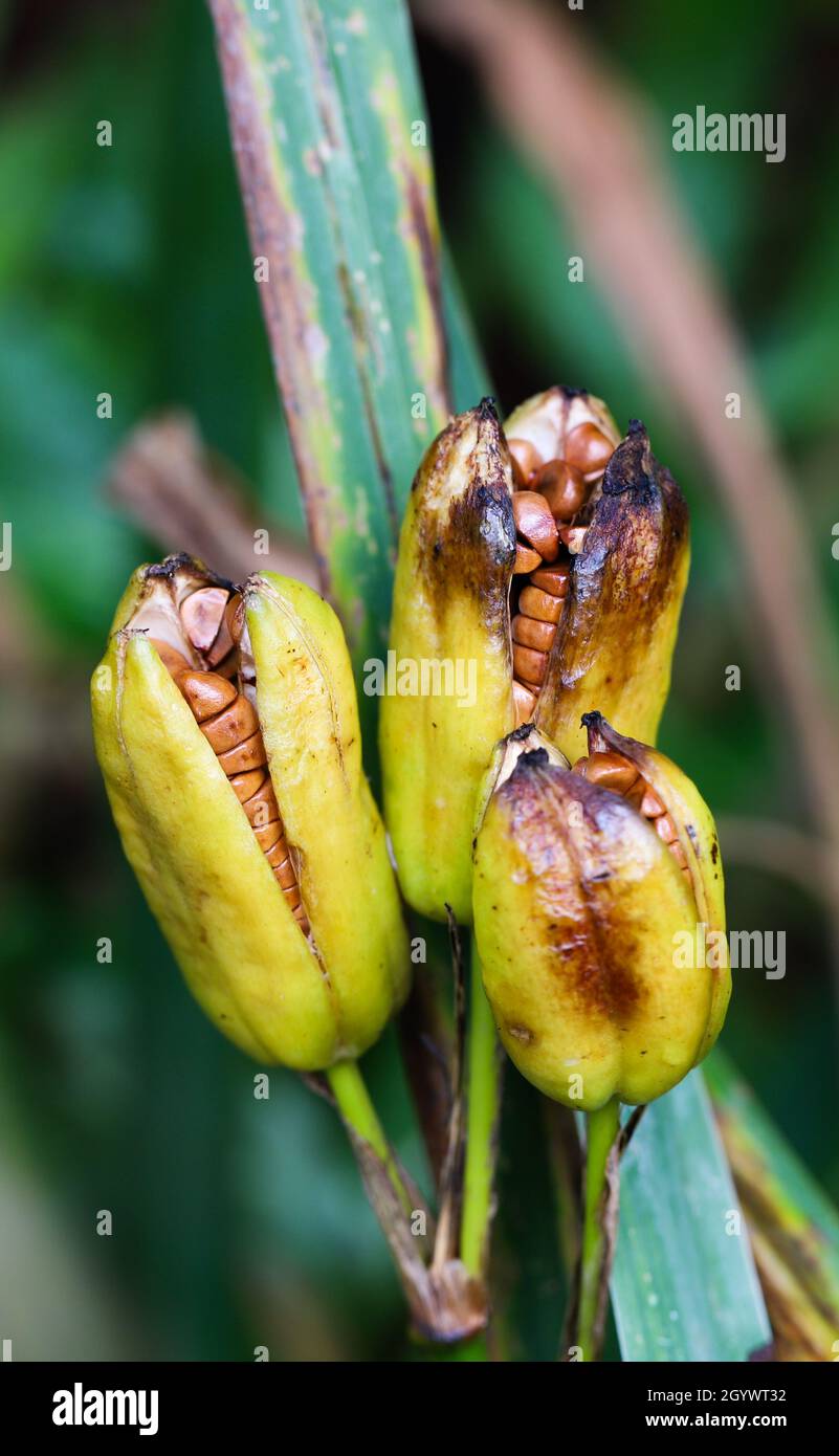 Lily Seed Pods Stock Photo Alamy