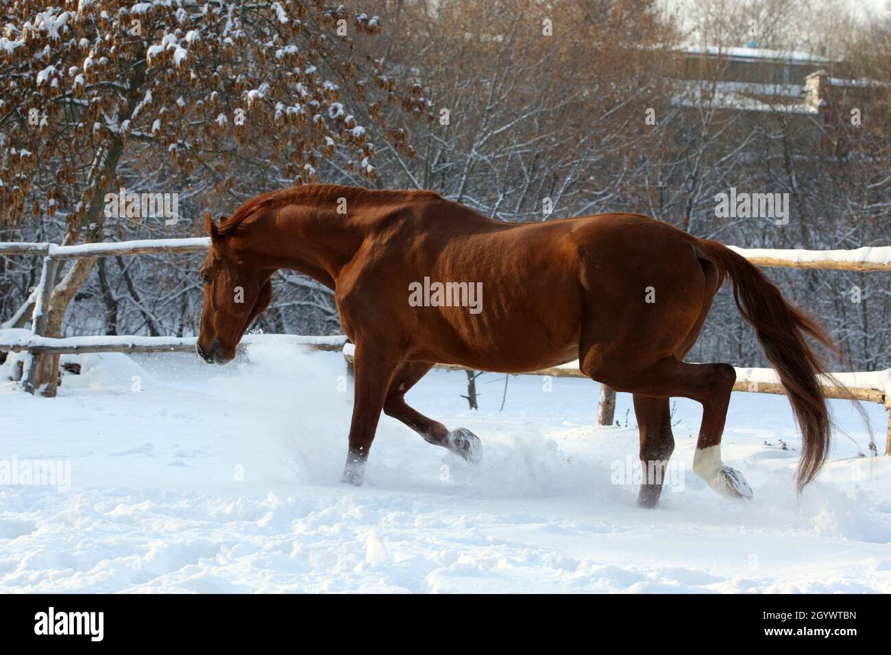Beautiful sports horse runs in winter evening Stock Photo
