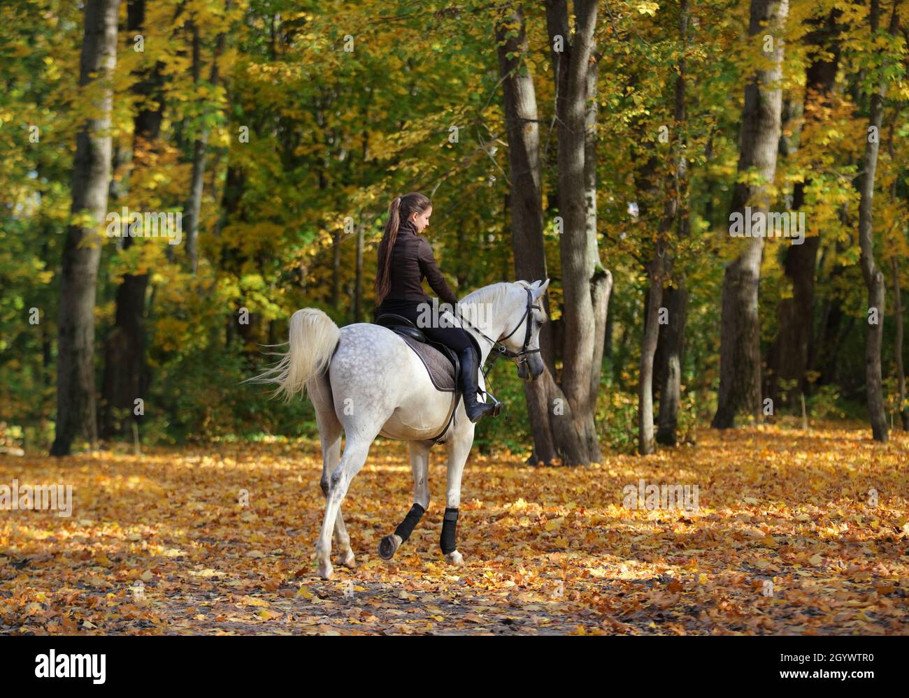 Equestrian woman galloping white arabian horse down the path in the autumn evening Stock Photo