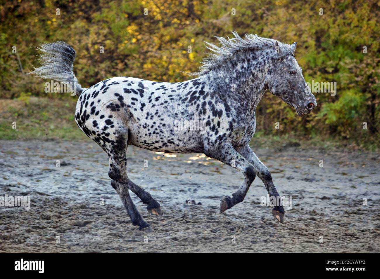 Leopard Appaloosa horse galloping in autumn ranch Stock Photo