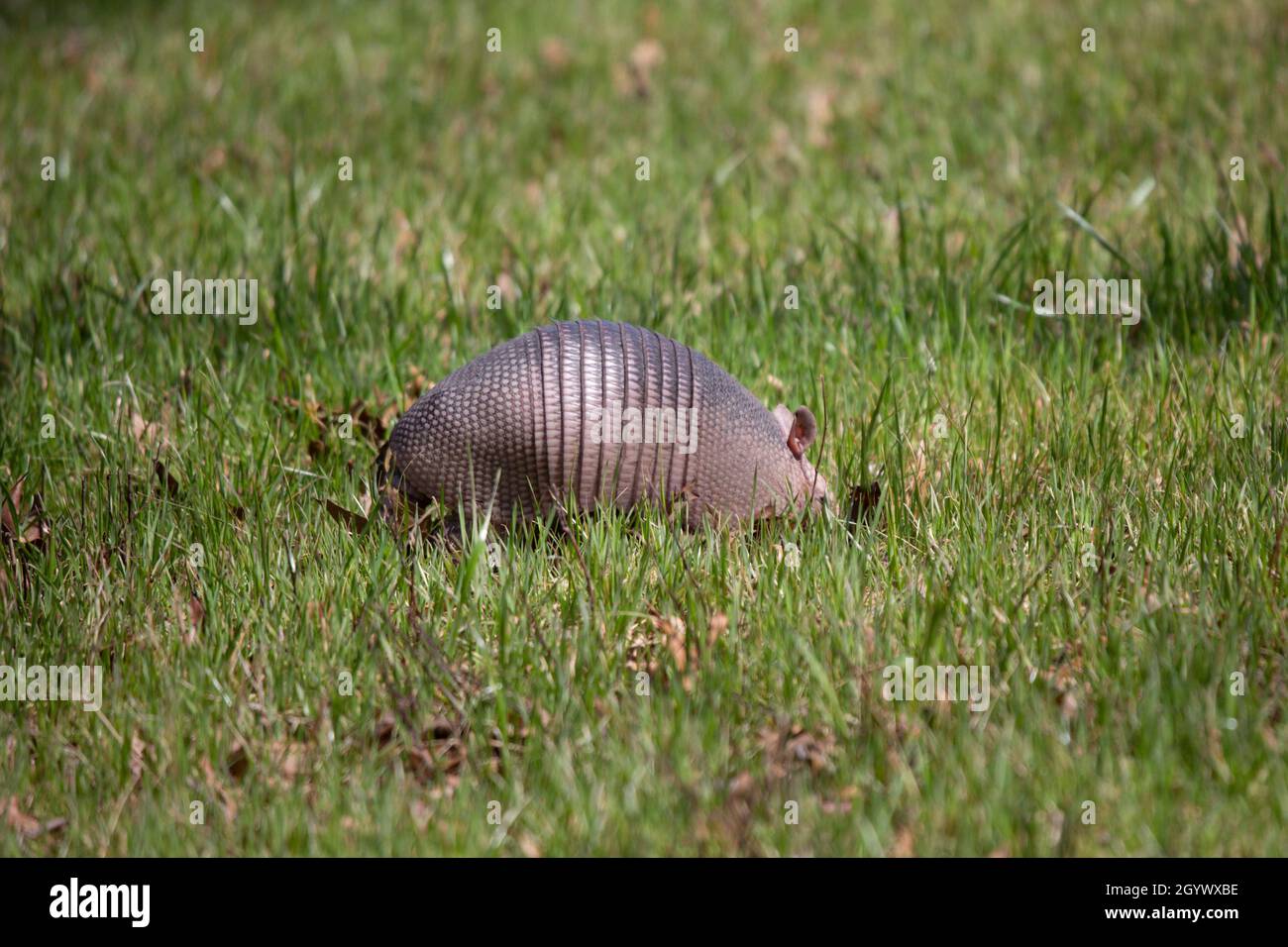 Nine-banded armadillo (Dasypus novemcinctus) foraging for insects in green grass in an open field Stock Photo