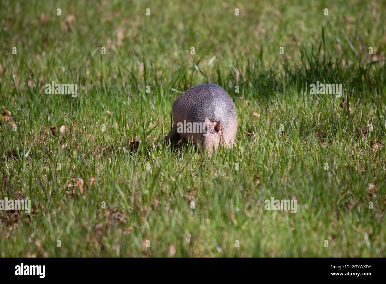 Nine-banded armadillo (Dasypus novemcinctus) foraging for insects in green grass in an open field Stock Photo