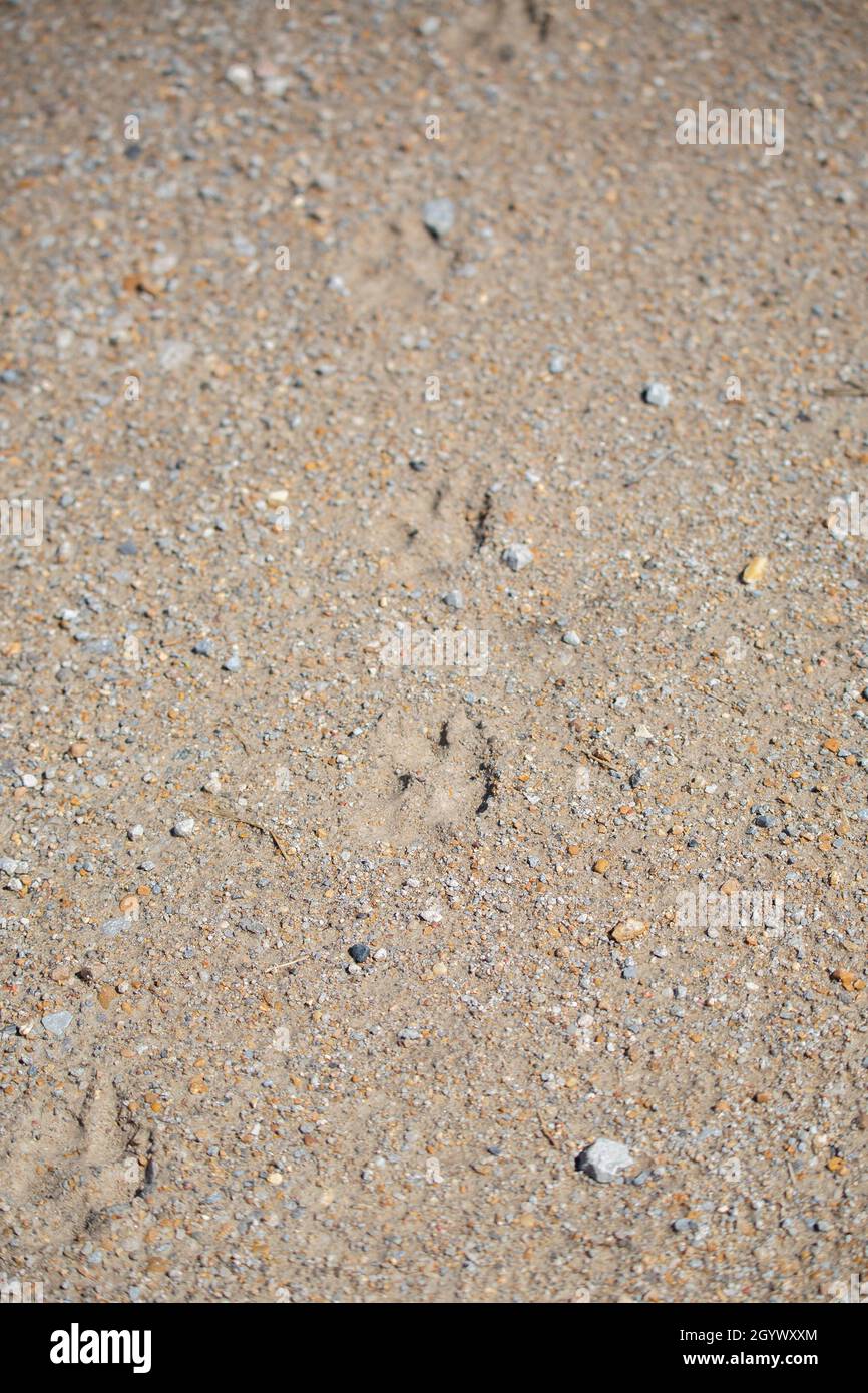 Coyote (Canis latrans) tracks leading down a path on a dirt road Stock Photo