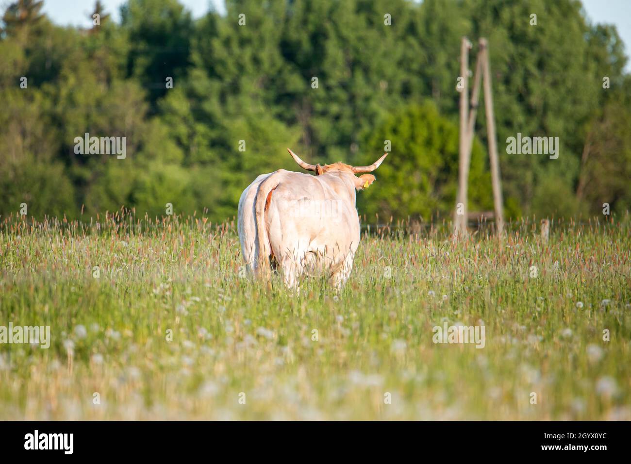 Beautiful scene of a cow standing in a green field during summer Stock ...