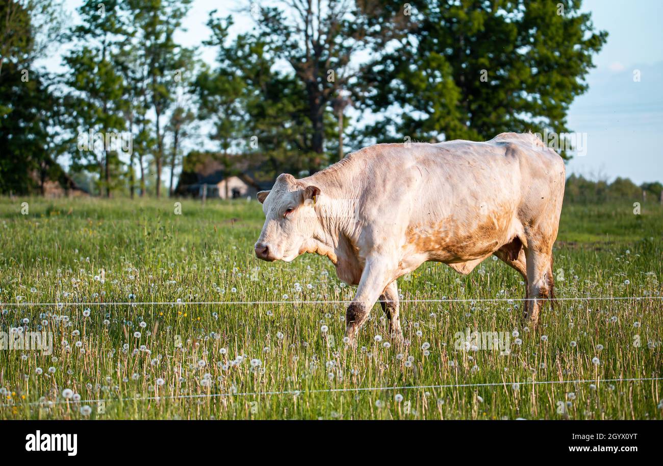 Beautiful scene of a cow standing in a green field during summer Stock ...