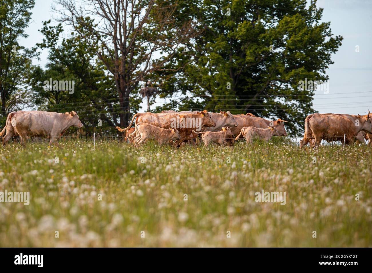 Beautiful scene of a green field with rural brown cows in a meadow ...