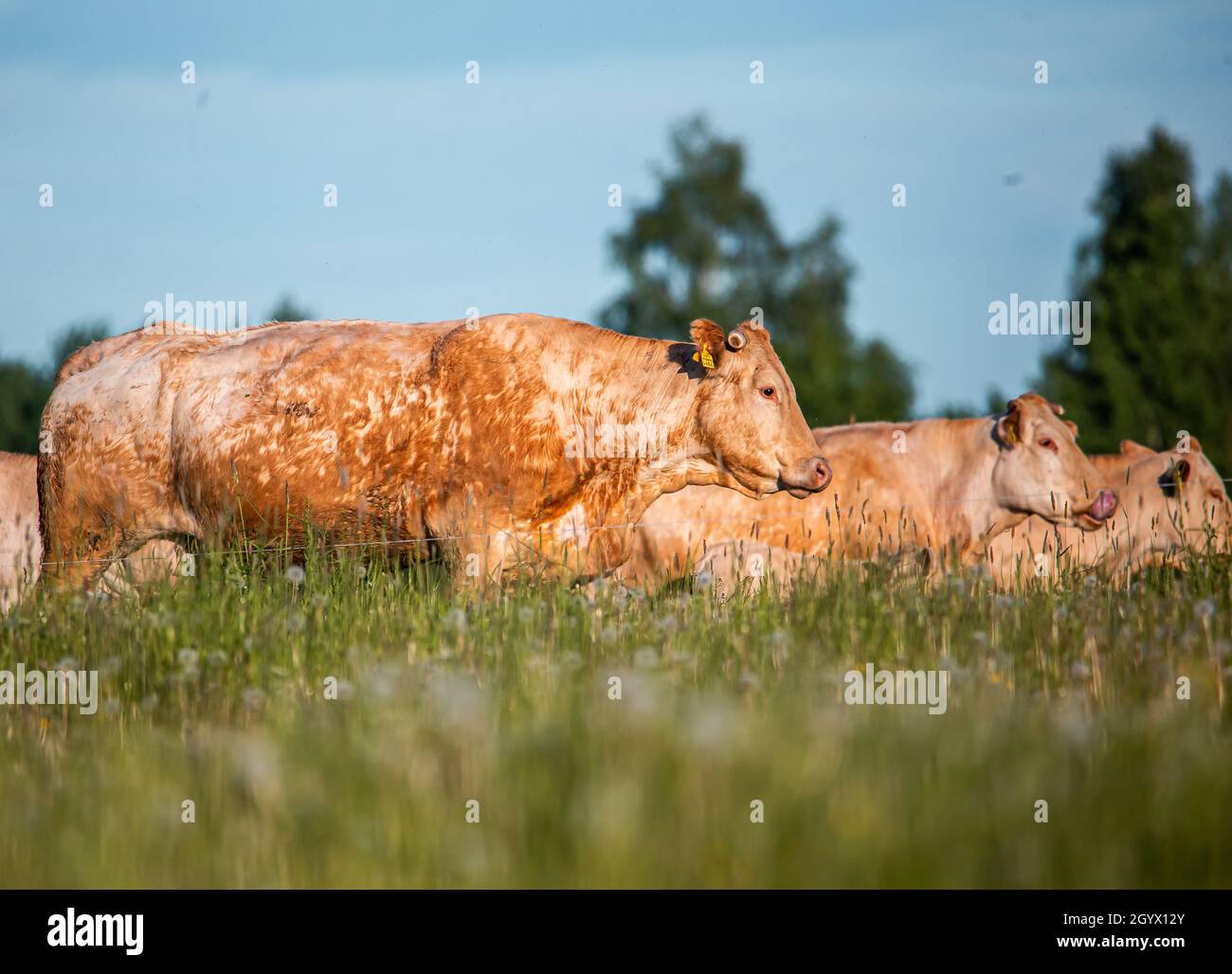 Beautiful scene of a green field with rural brown cows in a meadow ...